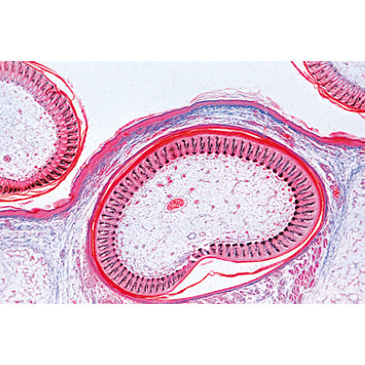 Chicken Embryology (Gallus domesticus) - German Slides
