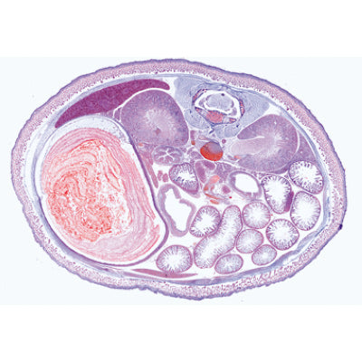 Pig Embryology (Sus scrofa) - French