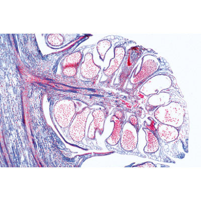 Pig Embryology (Sus scrofa) - French