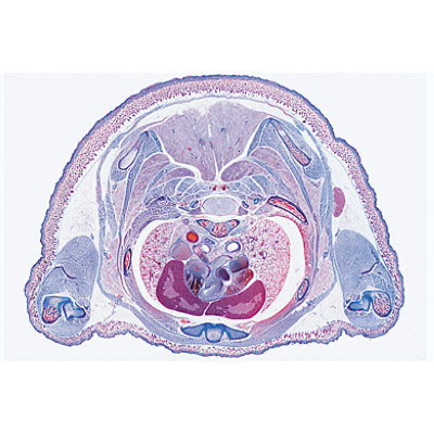 Pig Embryology (Sus scrofa) - German Slides
