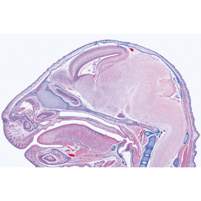Pig Embryology (Sus scrofa) - German Slides