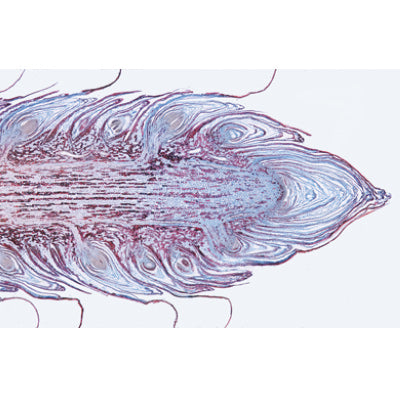Pig Embryology (Sus scrofa) - German Slides