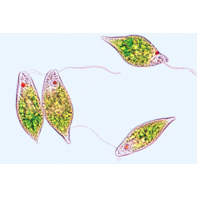 Protozoa - English Slides