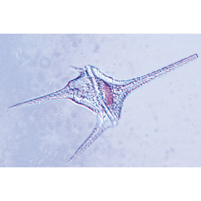 Protozoa - English Slides