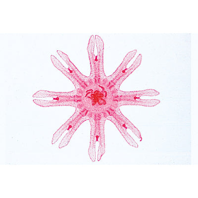 Coelenterata and Porifera - English Slides