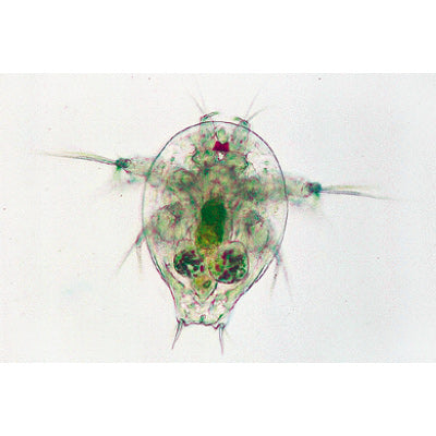 Crustacea - English Slides