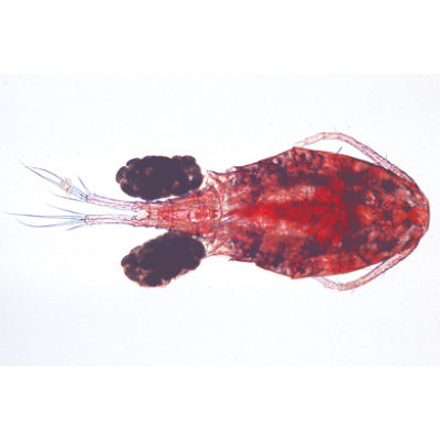 Crustacea - English Slides