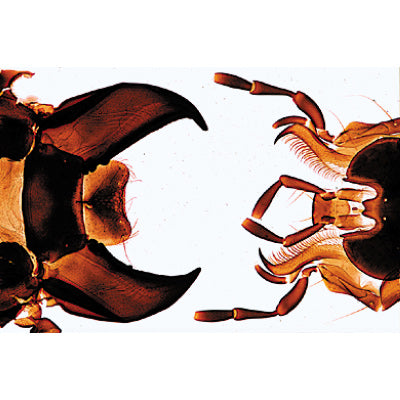 Insect (Insecta) - English Slides