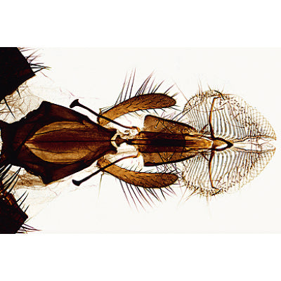 Insect (Insecta) - English Slides