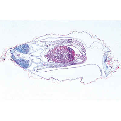 Mollusca - English Slides