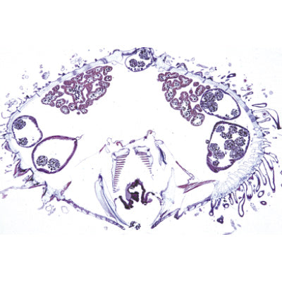 Echinodermata, Bryozoa and Brachiopoda - English Slides