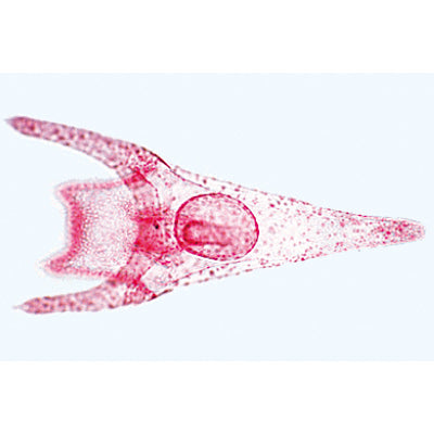 Echinodermata, Bryozoa and Brachiopoda - English Slides