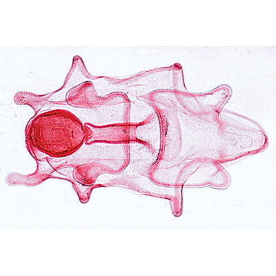 Echinodermata, Bryozoa and Brachiopoda - English Slides