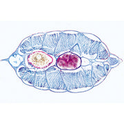 Cephalochordata (Acrania) - English Slides