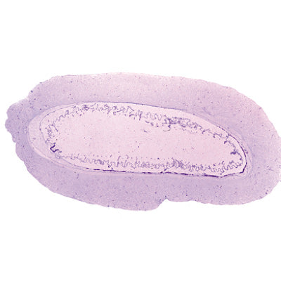 Cephalochordata (Acrania) - English Slides