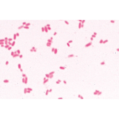 Bacteria Set - 25 Slides