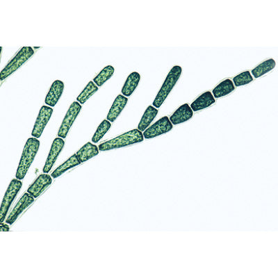 Algae - English Slides