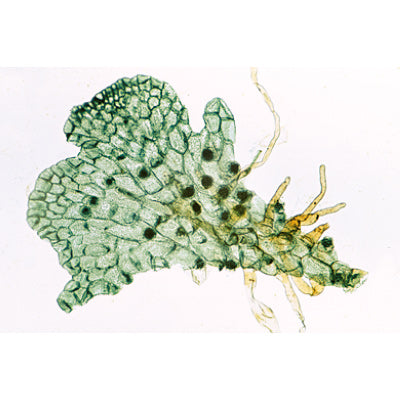 Pteriodophytes (Ferns and Fern Allies) - English Slides