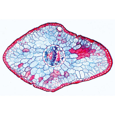 Angiospermae I. Gymnospermae - English Slides