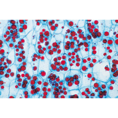 Angiospermae II. Cells and Tissues - English Slides