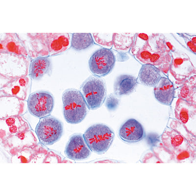Angiospermae II. Cells and Tissues - English Slides