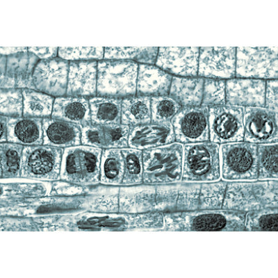 Angiospermae II. Cells and Tissues - English Slides
