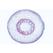 Angiospermae Roots Set- 15 Slides