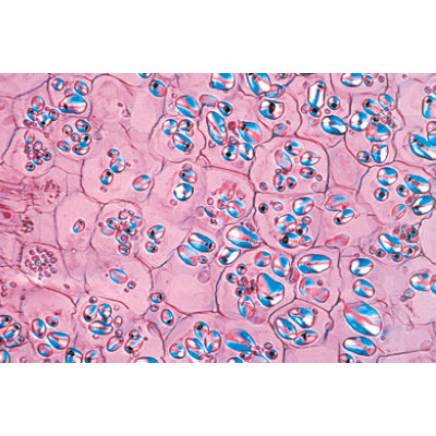 Angiospermae IV. Stems - English Slides