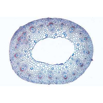 Angiospermae IV. Stems - English Slides