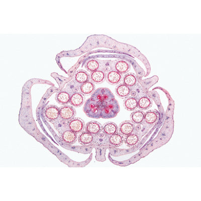 Angiospermae VI. Flowers - English Slides