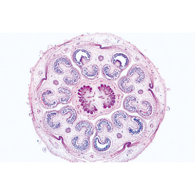 Angiospermae VI. Flowers - English Slides
