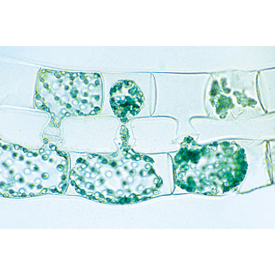 Plant cell - English Slides