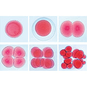 Set of Genetic Slides - English Slides