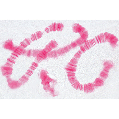 Set of Genetic Slides - English Slides