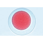 Sea urchin embryology (Psammechinus miliaris) - English Slides