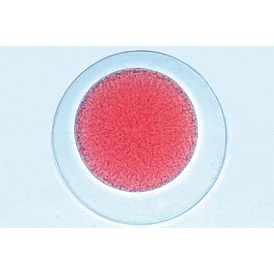 Sea urchin embryology (Psammechinus miliaris) - English Slides