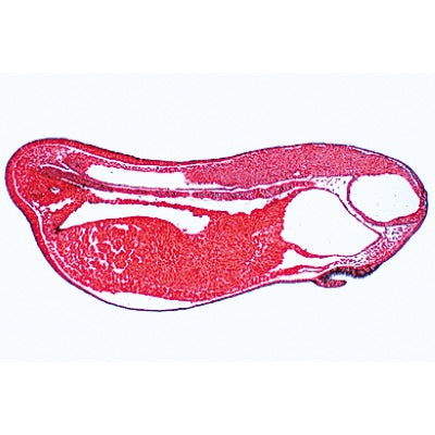Frog Embryology (Rana) - English Slides