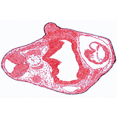 Frog Embryology (Rana) - English Slides