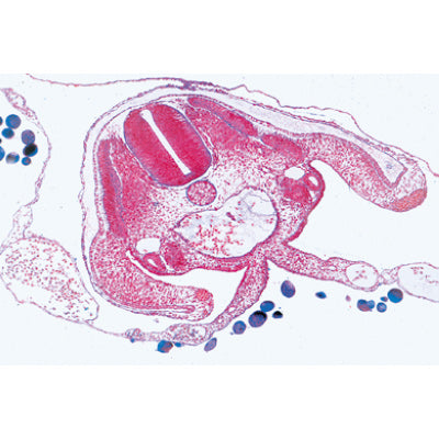 Chicken embryology (Gallus domesticus) - English Slides