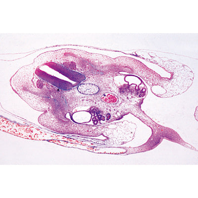 Chicken embryology (Gallus domesticus) - English Slides