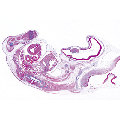 Chicken embryology (Gallus domesticus) - English Slides