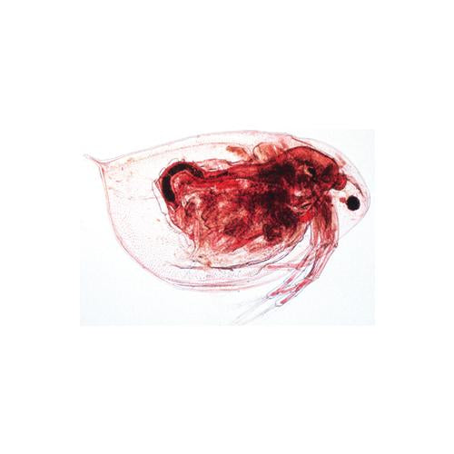 School Set A (Italian) – 25 biology slides on Zoology, Botany, and Histology: Amoeba, Hydra, Earthworm, Daphnia, Fly, Bee, Human tissues, Bacteria, Algae, Fungi, Moss, and plant sections of root, stem, leaf, flower, and ovary.