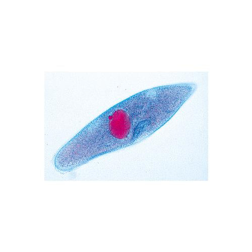 School Set B for General Biology, Supplementary Set, 50 microscope slides - Italian Slides