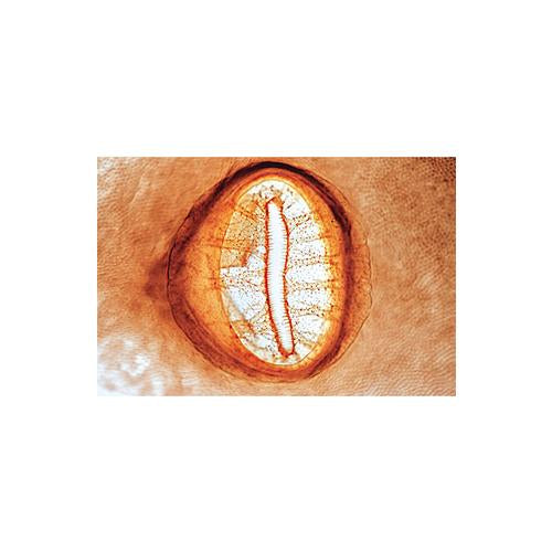 School Set B for General Biology, Supplementary Set, 50 microscope slides - Italian Slides