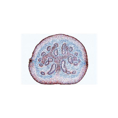 School Set B for General Biology, Supplementary Set, 50 microscope slides - Italian Slides