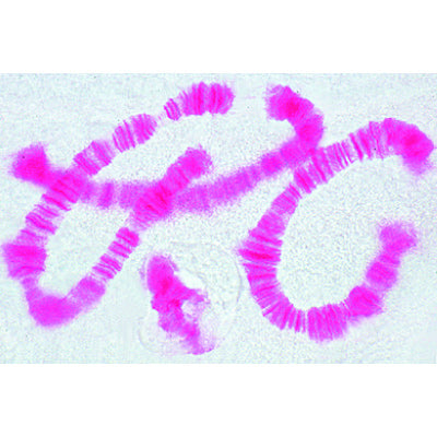 Mitosis and Meiosis Set I -German