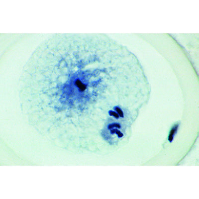 Mitosis and Meiosis Set I -German