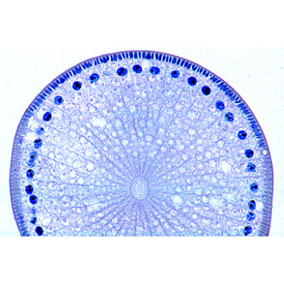 The Ascaris megalocephala Embryology - Spanish