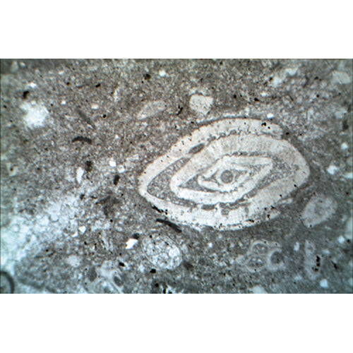 Thin Sections, Sedimentary Rocks