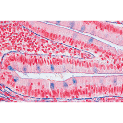 Series I. Cells, Tissues and Organs - French